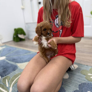 Prue - F Cavapoo Puppy - Litter --_