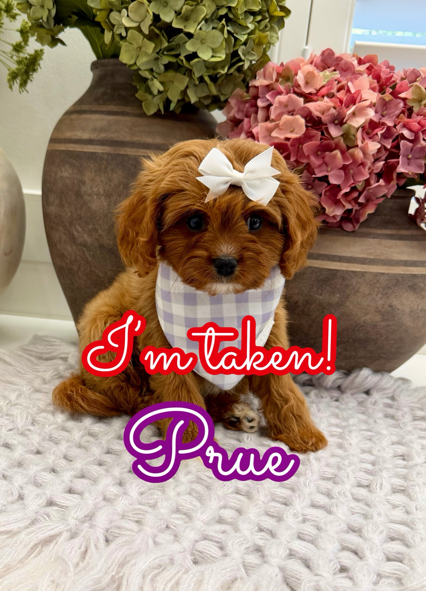 Prue - F Cavapoo Puppy - Litter --_Forever Home in East Norwich- NY