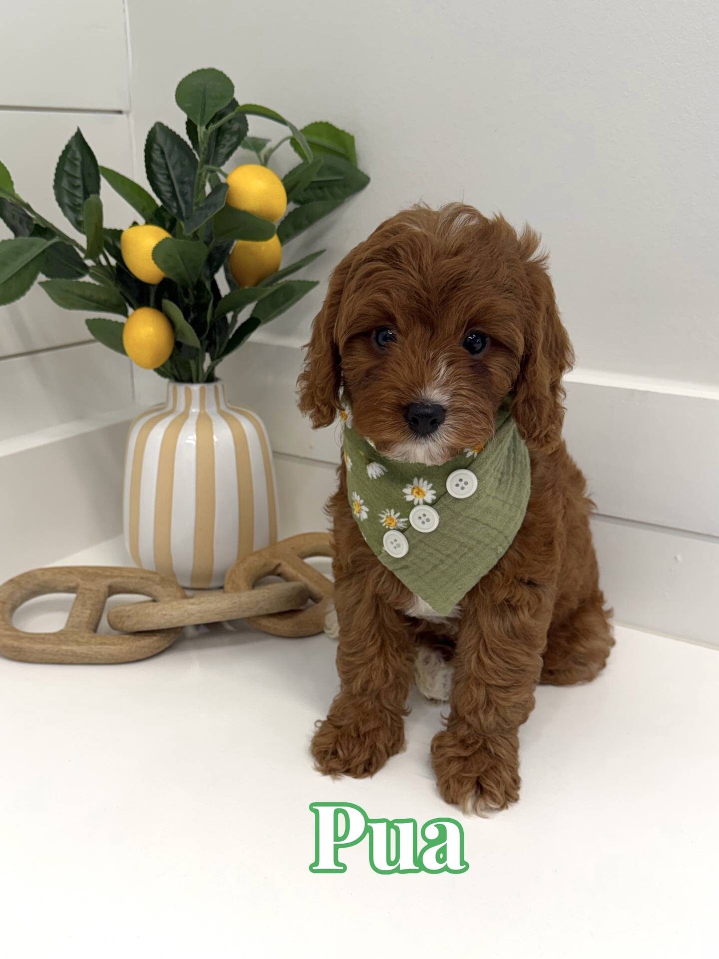 Pua - F Cavapoo Puppy - BPPP Litter --_