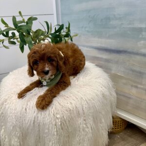 Pua - F Cavapoo Puppy - BPPP Litter --_