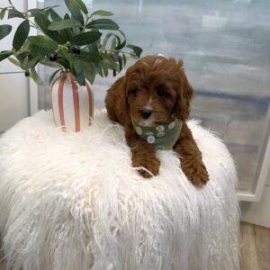 Pua - F Cavapoo Puppy - BPPP Litter --_