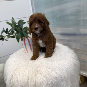 Pua - F Cavapoo Puppy - BPPP Litter --_