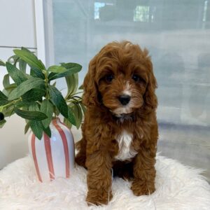 Pua - F Cavapoo Puppy - BPPP Litter --_