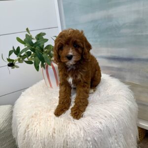 Pua - F Cavapoo Puppy - BPPP Litter --_