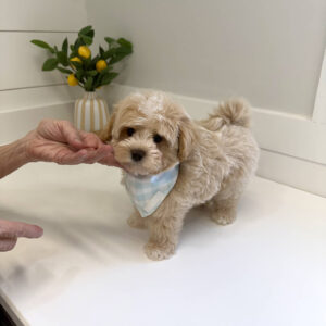 Puddle - F Maltipoo Puppy - BPPP Litter --_