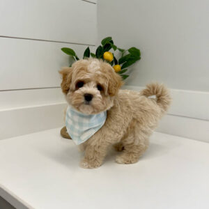 Puddle - F Maltipoo Puppy - BPPP Litter --_