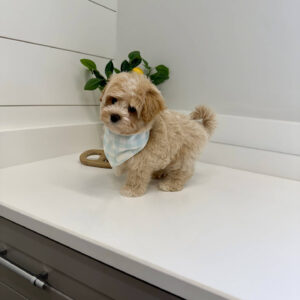 Puddle - F Maltipoo Puppy - BPPP Litter --_