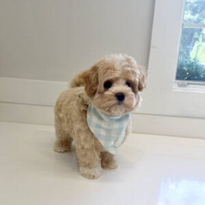 Puddle - F Maltipoo Puppy - BPPP Litter --_