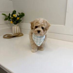 Puddle - F Maltipoo Puppy - BPPP Litter --_