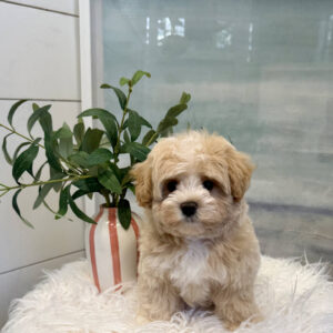 Puddle - F Maltipoo Puppy - BPPP Litter --_