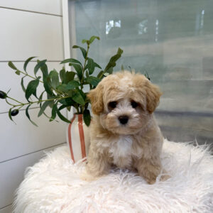 Puddle - F Maltipoo Puppy - BPPP Litter --_