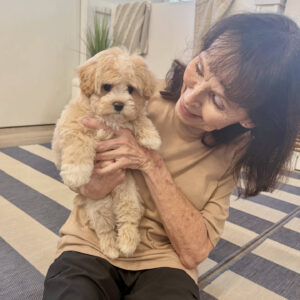 Puddle - F Maltipoo Puppy - BPPP Litter --_