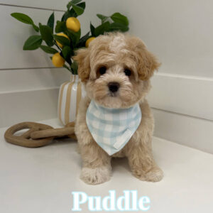 Puddle - F Maltipoo Puppy - BPPP Litter --_