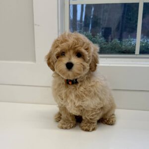 Pugsley - FB Maltipoo Puppy - BPPP Litter --_