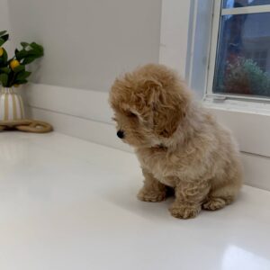 Pugsley - FB Maltipoo Puppy - BPPP Litter --_