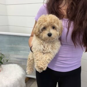 Pugsley - FB Maltipoo Puppy - BPPP Litter --_