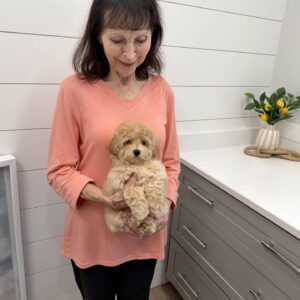 Pugsley - FB Maltipoo Puppy - BPPP Litter --_