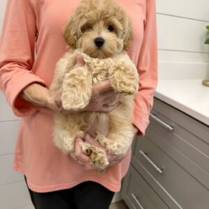 Pugsley - FB Maltipoo Puppy - BPPP Litter --_