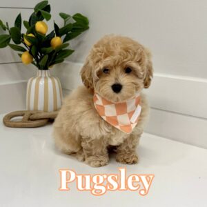Pugsley - FB Maltipoo Puppy - BPPP Litter --_