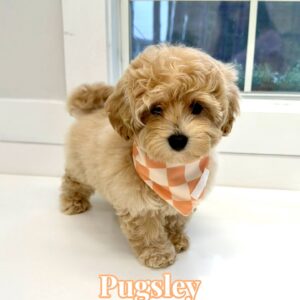Pugsley - FB Maltipoo Puppy - BPPP Litter --_