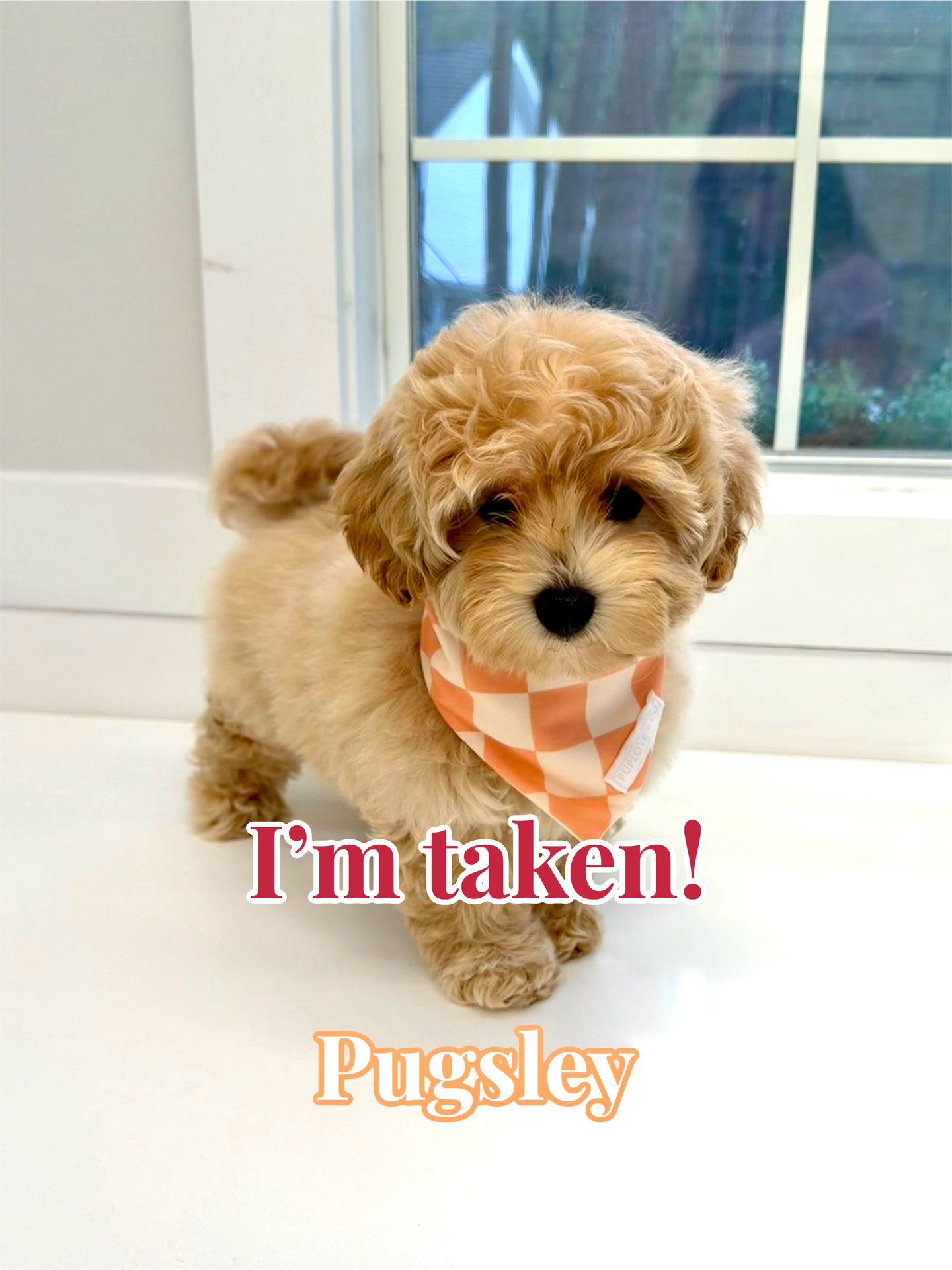 Pugsley - FB Maltipoo Puppy - BPPP Litter --_Fort Lauderdale- FL