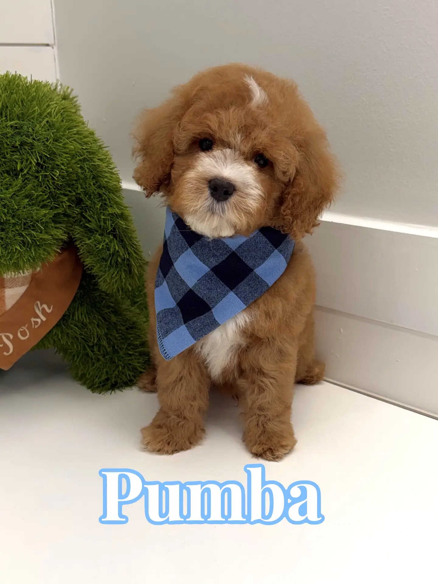 Pumba - FB Cavapoo Puppy - BPPP Litter --_