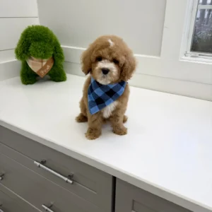 Pumba - FB Cavapoo Puppy - BPPP Litter --_