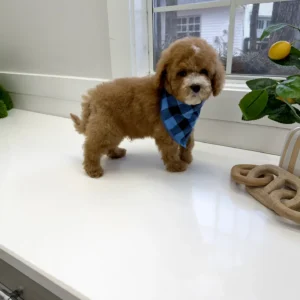 Pumba - FB Cavapoo Puppy - BPPP Litter --_