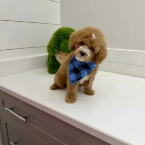 Pumba - FB Cavapoo Puppy - BPPP Litter --_