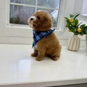Pumba - FB Cavapoo Puppy - BPPP Litter --_