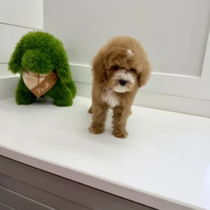 Pumba - FB Cavapoo Puppy - BPPP Litter --_