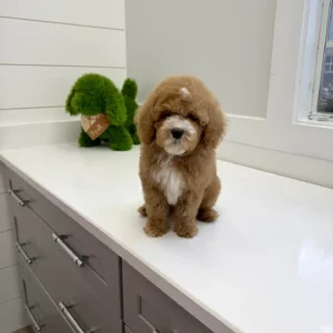Pumba - FB Cavapoo Puppy - BPPP Litter --_
