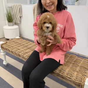 Pumba - FB Cavapoo Puppy - BPPP Litter --_