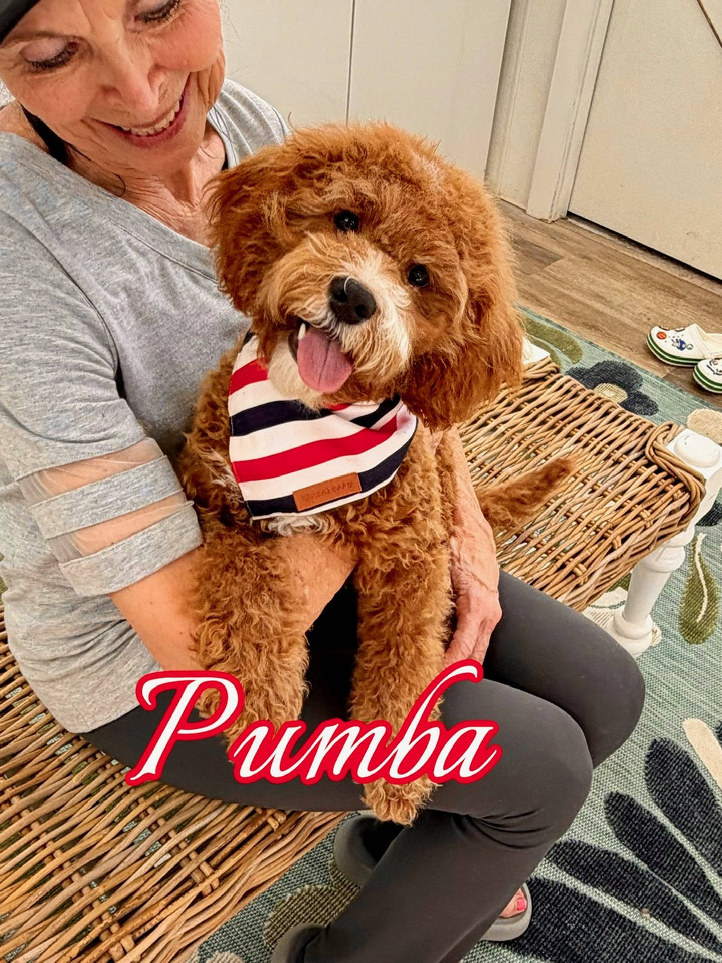 Pumba - FB Cavapoo Puppy - BPPP Litter --_v-