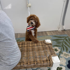 Pumba - FB Cavapoo Puppy - BPPP Litter --_v-