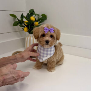 Raine - F Maltipoo Puppy - BPPP Litter --_