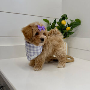 Raine - F Maltipoo Puppy - BPPP Litter --_