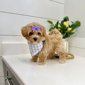 Raine - F Maltipoo Puppy - BPPP Litter --_