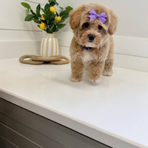 Raine - F Maltipoo Puppy - BPPP Litter --_