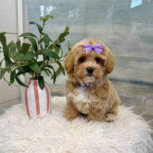Raine - F Maltipoo Puppy - BPPP Litter --_