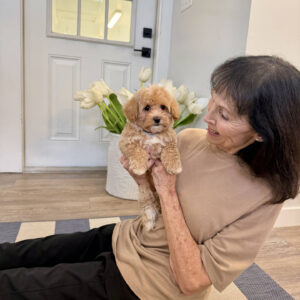 Raine - F Maltipoo Puppy - BPPP Litter --_