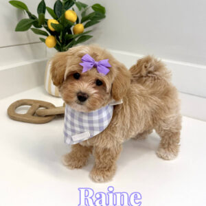 Raine - F Maltipoo Puppy - BPPP Litter --_