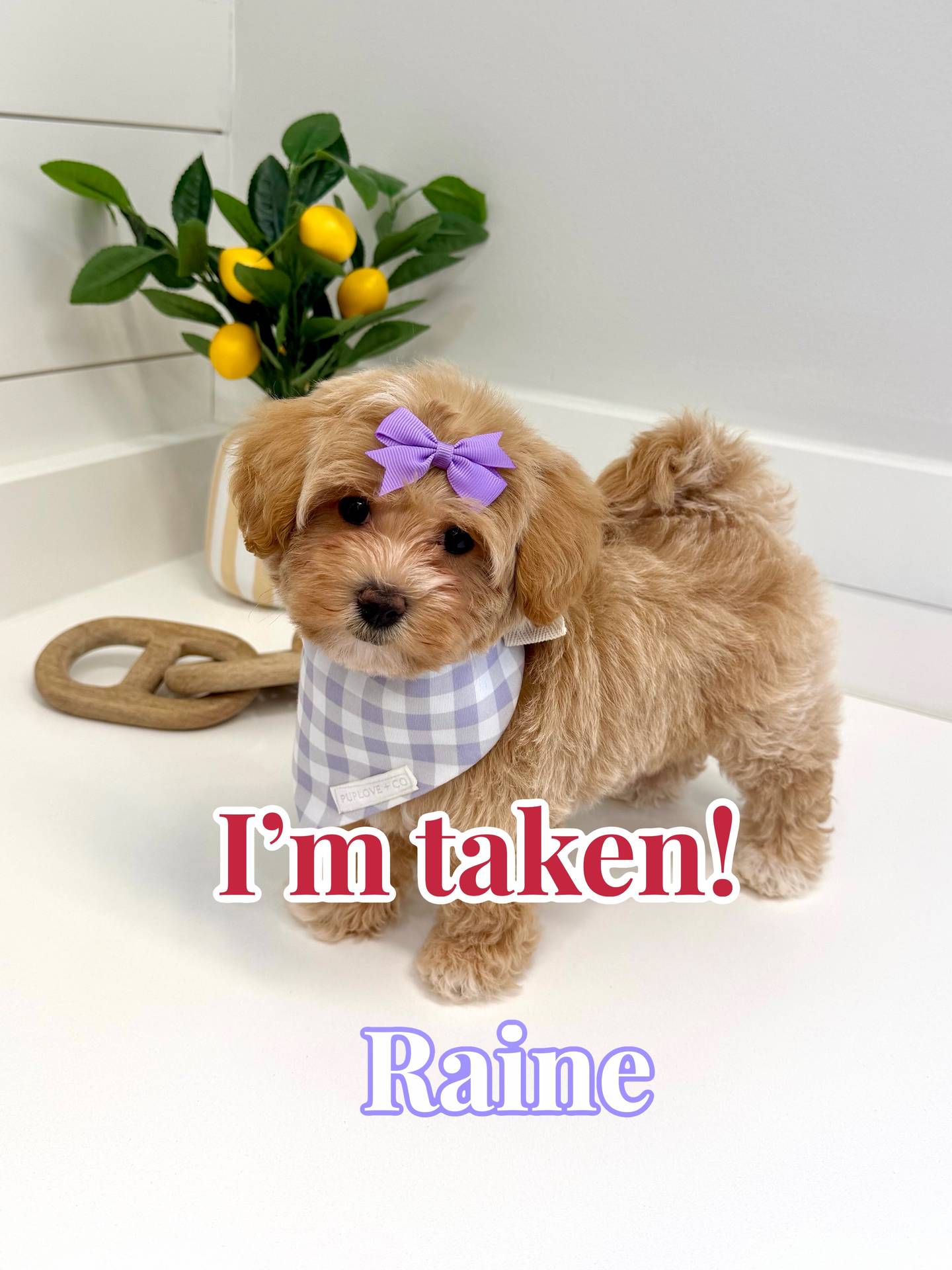 Raine - F Maltipoo Puppy - BPPP Litter --_Forever Home in Morristown NJ