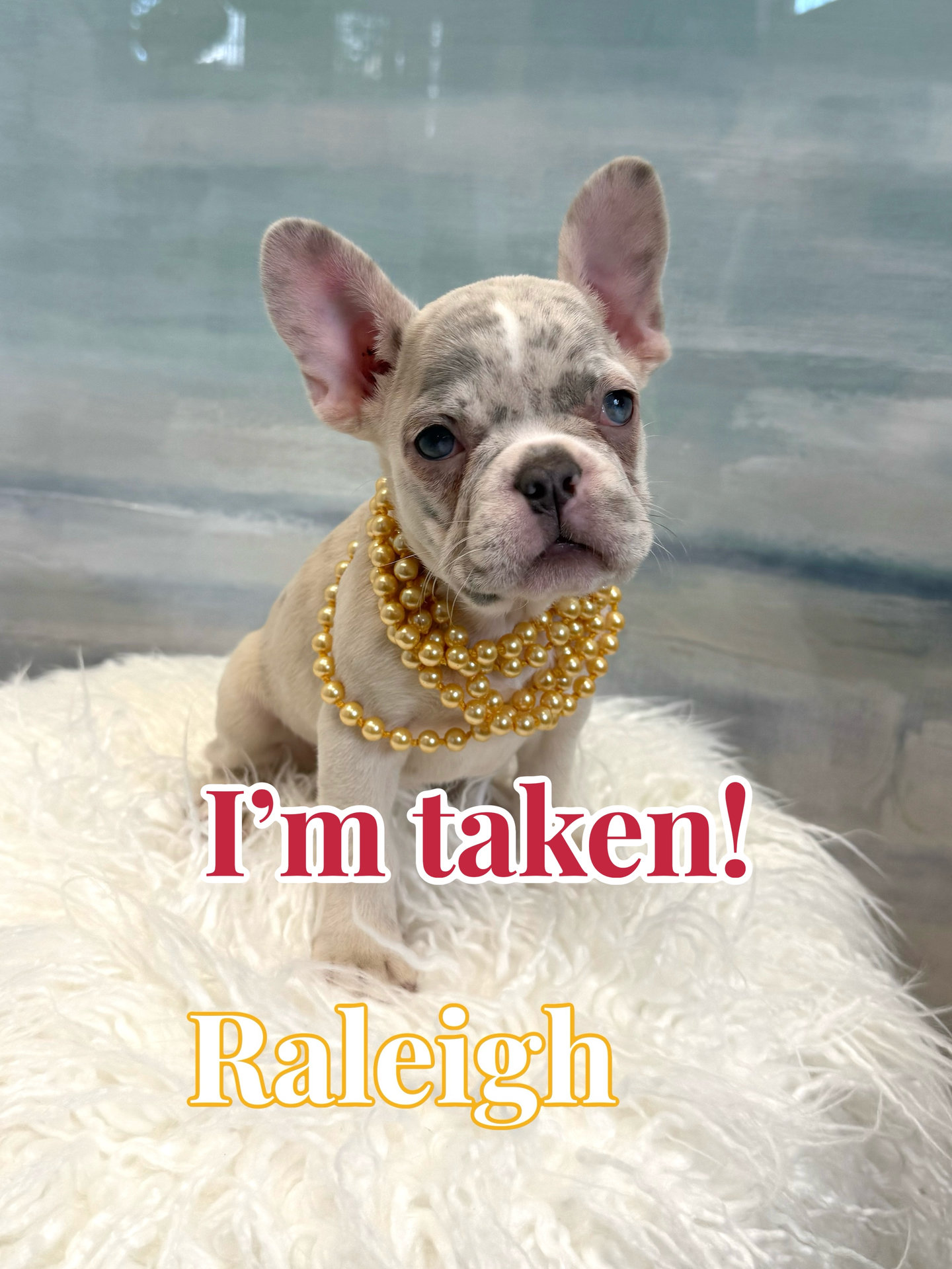 Raleigh - French Bulldog Puppy - BPPP Litter -- - Forever Home in Fairhope- AL