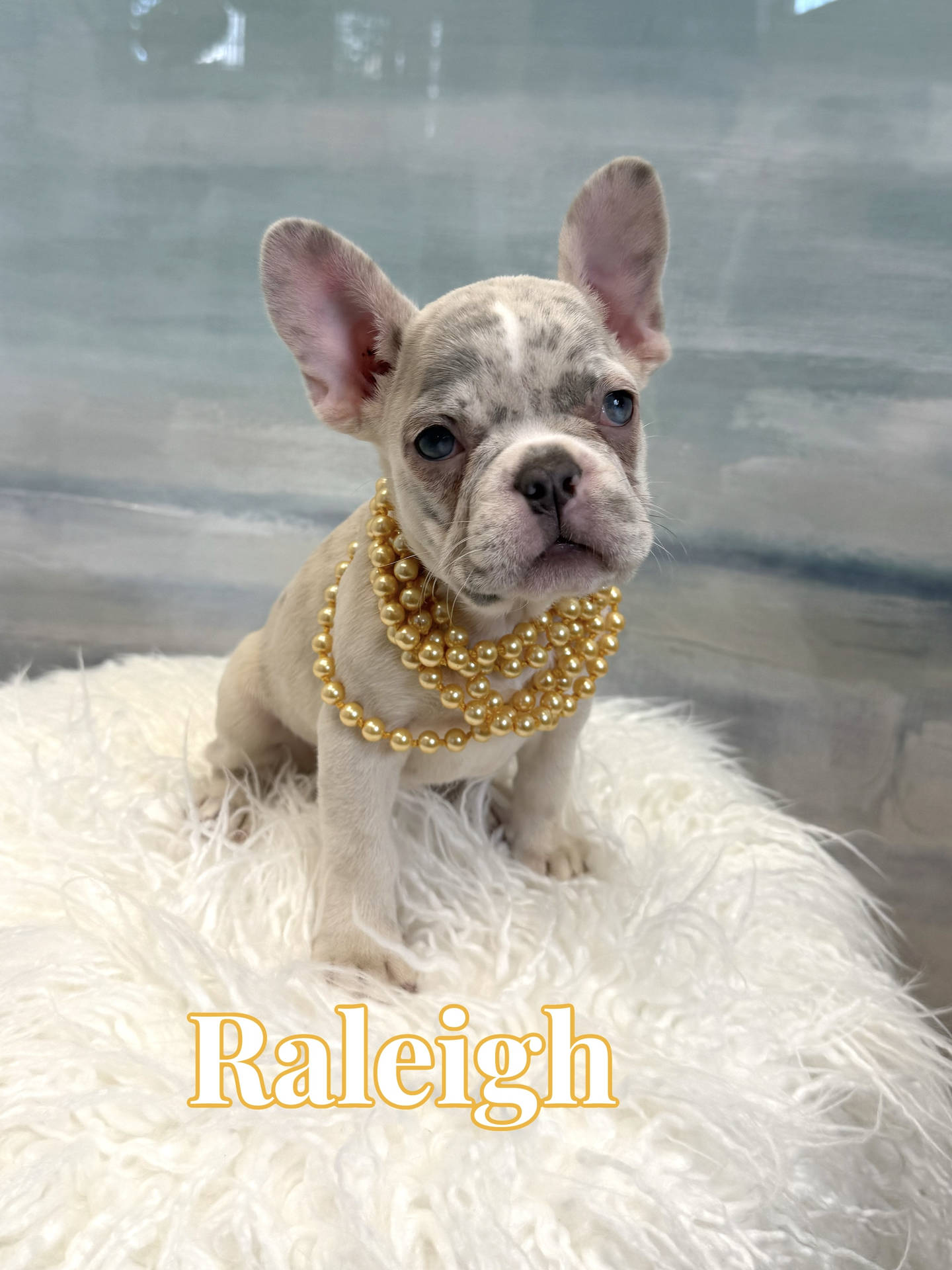 Raleigh - French Bulldog Puppy - BPPP Litter --