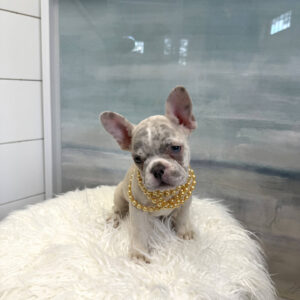 Raleigh - French Bulldog Puppy - BPPP Litter --_