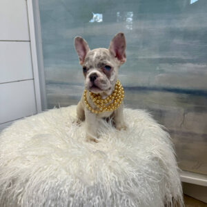 Raleigh - French Bulldog Puppy - BPPP Litter --_