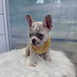 Raleigh - French Bulldog Puppy - BPPP Litter --_