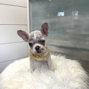 Raleigh - French Bulldog Puppy - BPPP Litter --_