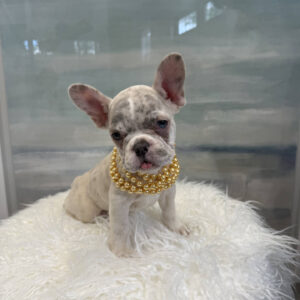Raleigh - French Bulldog Puppy - BPPP Litter --_